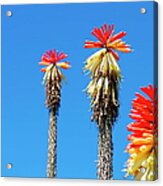 Red Hot Poker Or Torch Lily Kniphofia Acrylic Print