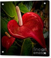 Red Is A Turn On Acrylic Print