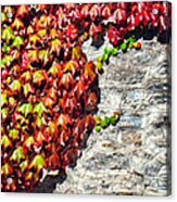 Red Ivy On Wall Acrylic Print
