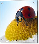 Red Ladybug And Camomile Flower Acrylic Print