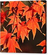 Japanese Maple Leaves In Fall Acrylic Print