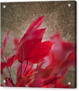 Red Maple Dreams Acrylic Print