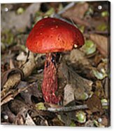 Red Mushroom Acrylic Print