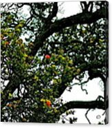 Red Ohia Lehua Tree Acrylic Print