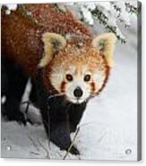 Red Panda In The Snow Acrylic Print