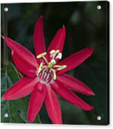 Red Passion Flower Acrylic Print