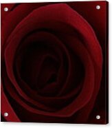 Red Red Rose Acrylic Print