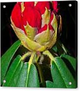 Red Rhododendron Bud Acrylic Print