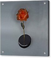 Red Rose Acrylic Print