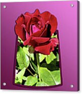 Red Rose Acrylic Print