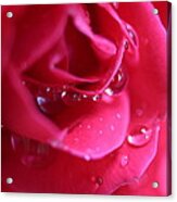 Red Scented Rose Acrylic Print