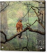 Red Shoulder Hawk Acrylic Print