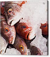 Red Snapper Acrylic Print