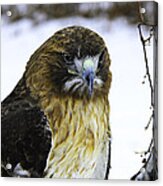 Red Tail Hawk On The Prowl Acrylic Print