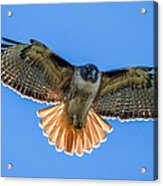 Red Tail Hawk Acrylic Print