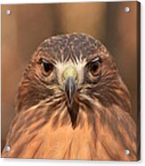 Red-tailed Hawk Stare Acrylic Print