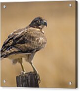 Red Tailed Hawk Watching Acrylic Print