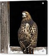 Red Tailed Acrylic Print