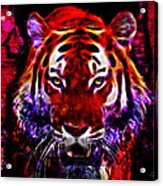 Red Tiger Acrylic Print