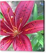 Red Tiger Lily Close-up 6 Acrylic Print
