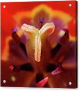 Red Tulip Abstract Acrylic Print