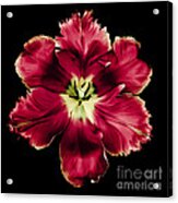 Red Tulip Acrylic Print