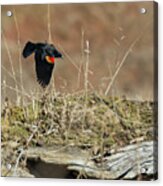 Red-winged Black Bird In Flight Acrylic Print