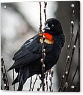 Red Winged Blackbird In Pussy Willows Acrylic Print