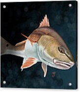 Redfish Inspection Acrylic Print
