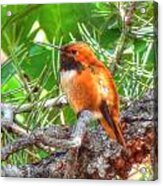 Redheaded Hummingbird Ii Acrylic Print