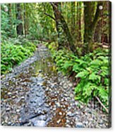 Redwood Forest Of Muir Woods National Monument. Acrylic Print