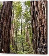 Redwoods Acrylic Print
