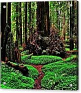 Redwoods Wonderland Acrylic Print