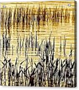 Reeds Acrylic Print