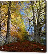 Reelig Forest Acrylic Print