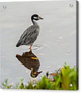 Reflecting Acrylic Print