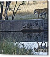 Reflection Of A Tiger Acrylic Print
