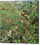 Regrowth After Fire Acrylic Print
