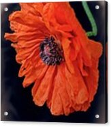Remembrance Day Poppy Acrylic Print