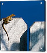 Reptile On A Fence Acrylic Print