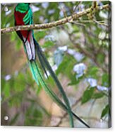 Resplendent Quetzal Acrylic Print