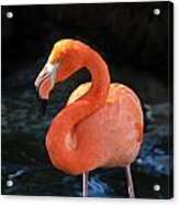 Resting Flamingo Acrylic Print