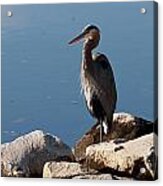 Resting Heron Acrylic Print