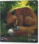 Resting Red Fox Acrylic Print