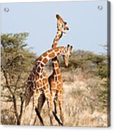 Reticulated Giraffes Giraffa Acrylic Print