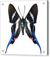 Rhetus Arcius Butterfly Acrylic Print