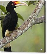 Rhinoceros Hornbill Female Sepilok Acrylic Print