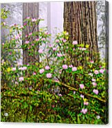 Rhododendron Flowers In A Forest, Del Acrylic Print