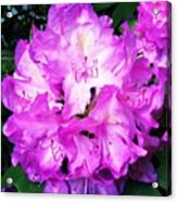 Rhododendron Up Close Acrylic Print