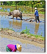 Rice Paddies With Farmer And Buffalo Acrylic Print